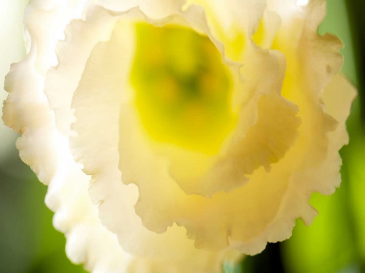 Picture of WHITE LISIANTHUS I