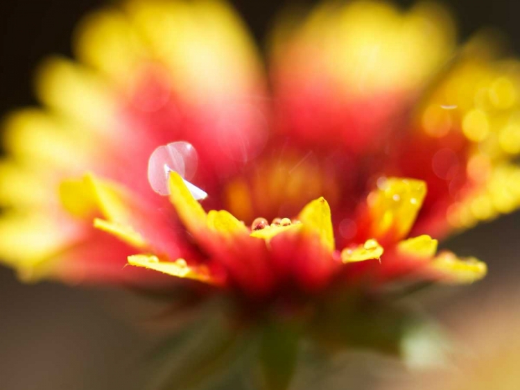 Picture of GAILLARDIA I