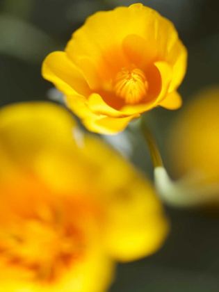 Picture of CALIFORNIA POPPY I