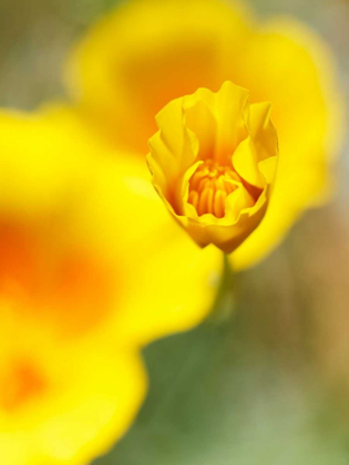 Picture of CALIFORNIA POPPY III