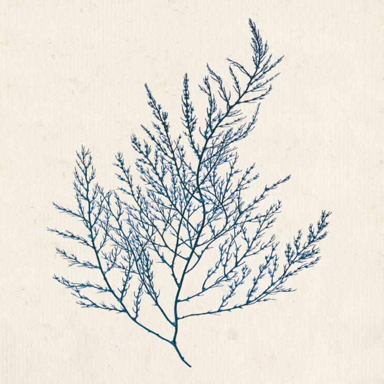 Picture of INDIGO ALGAE I