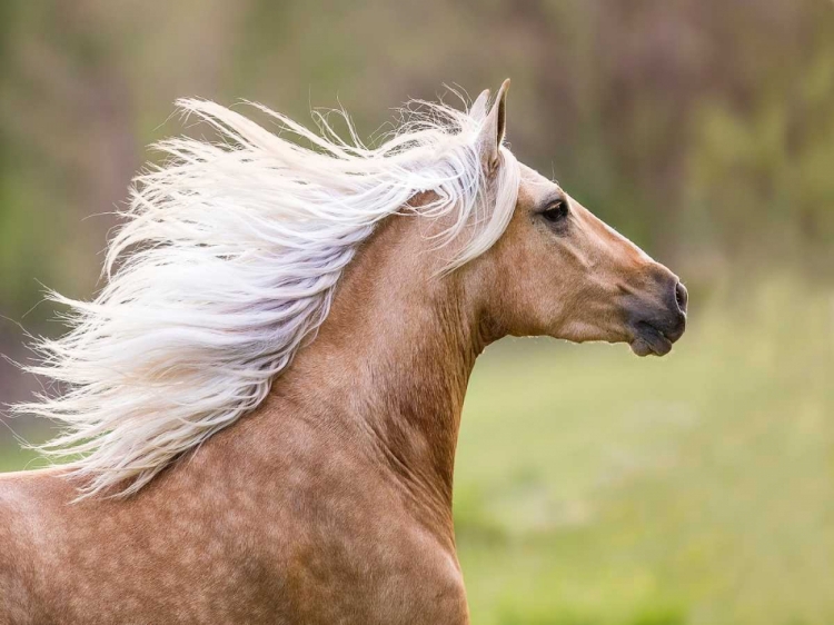 Picture of HORSE IN THE FIELD III