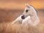 Picture of FOAL IN THE FIELD II