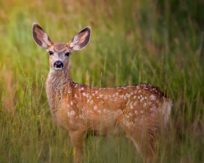 Picture of DEER WATCH IV