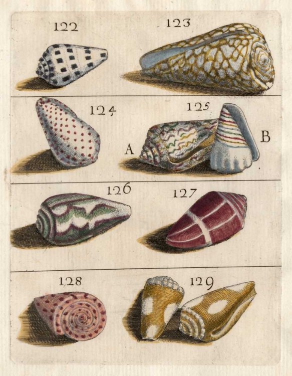 Picture of SHELL COLLECTION I