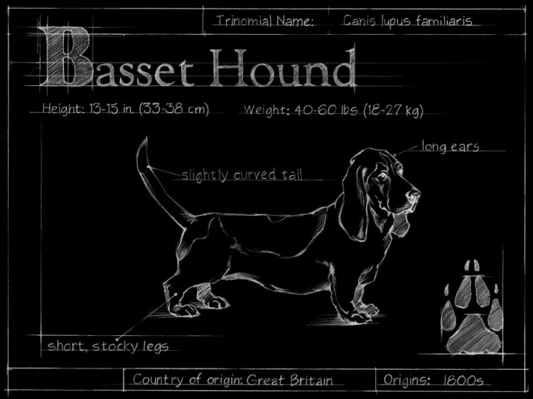 Picture of BLUEPRINT BASSETT HOUND