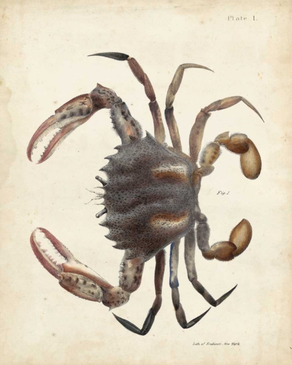 Picture of VINTAGE CRAB I