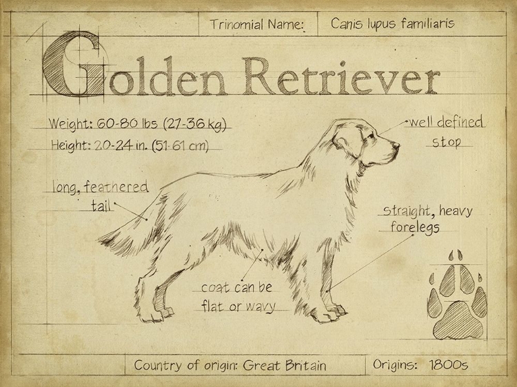 Picture of ANTIQUE GOLDEN RETRIEVER (ASH)