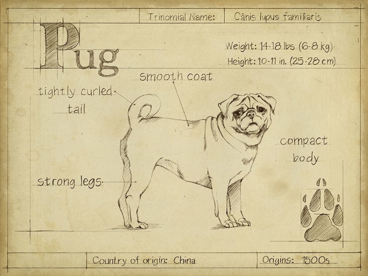 Picture of ANTIQUE PUG (ASH)