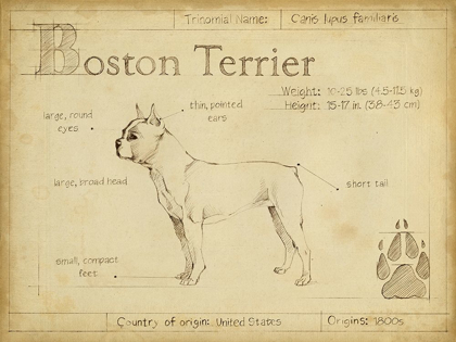 Picture of ANTIQUE BOSTON TERRIER (ASH)