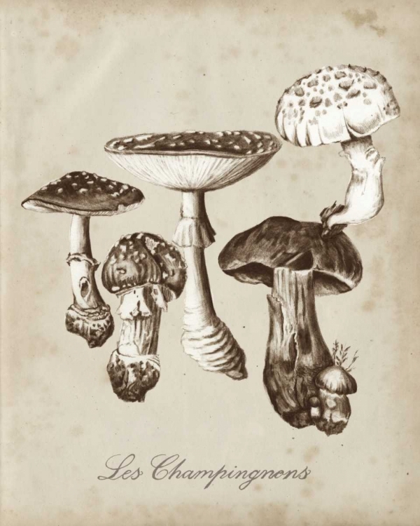 Picture of LES CHAMPIGNONS I