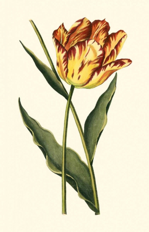 Picture of VINTAGE TULIPS I