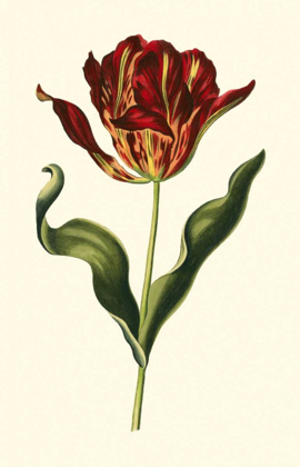 Picture of VINTAGE TULIPS II