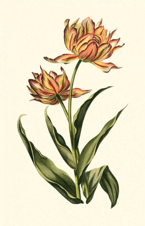 Picture of VINTAGE TULIPS III