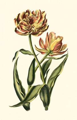 Picture of VINTAGE TULIPS IV