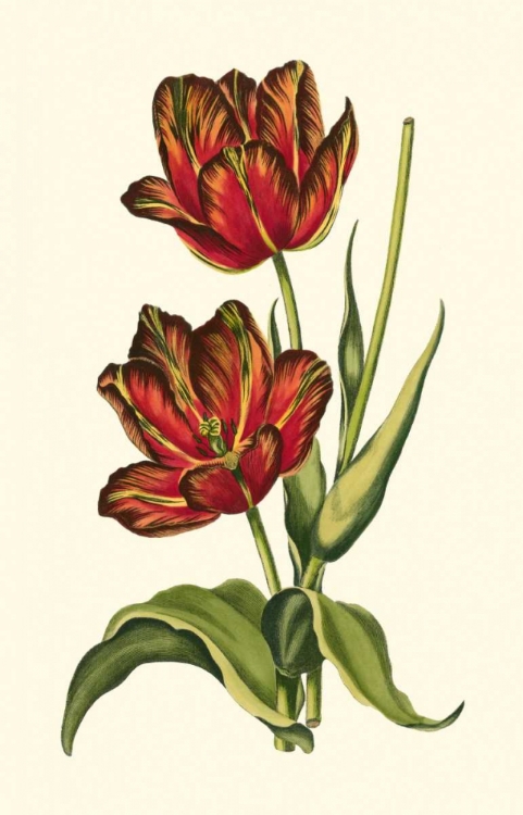 Picture of VINTAGE TULIPS V