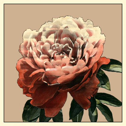 Picture of HEIRLOOM ROSE II