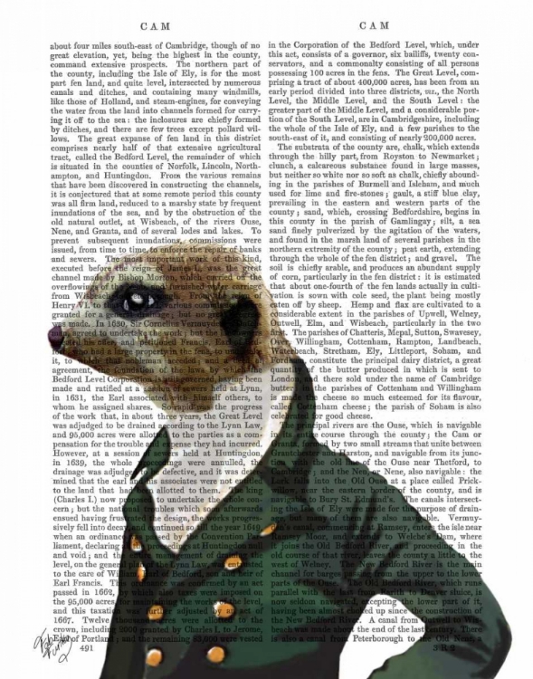 Picture of DANDY MEERKAT PORTRAIT