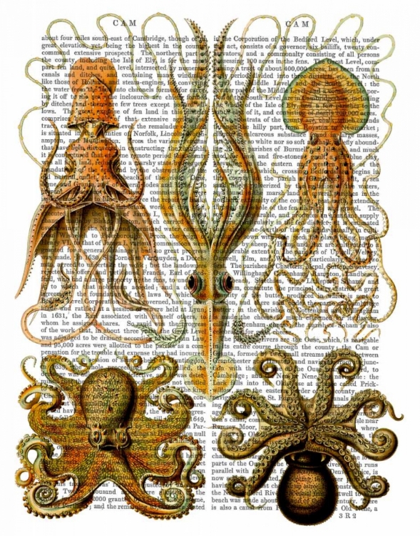 Picture of OCTOPUS AND SQUID