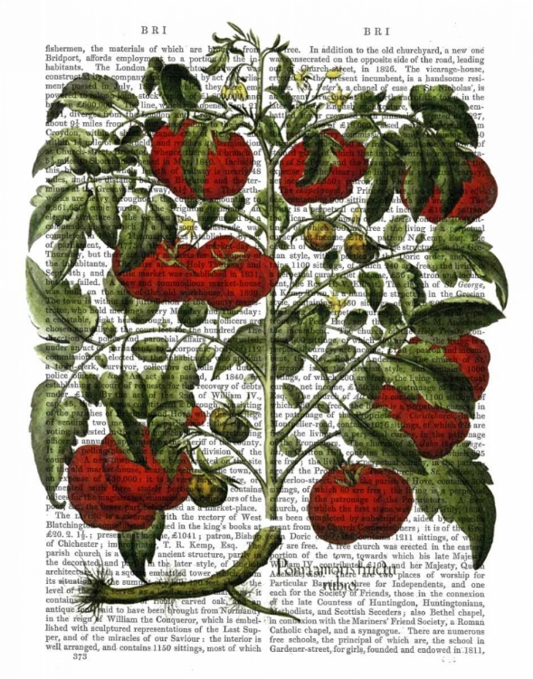 Picture of TOMATO PLANT