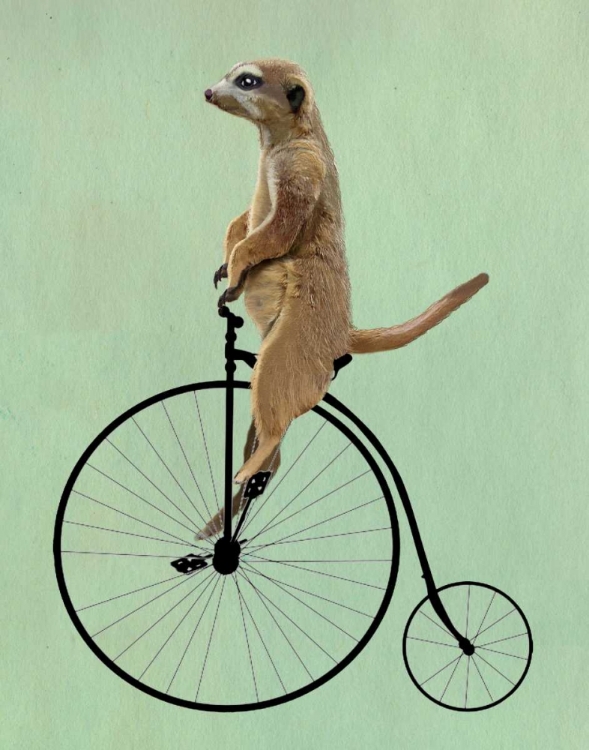 Picture of MEERKAT ON BLACK PENNY FARTHING