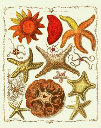 Picture of STARFISH AND SEA URCHINS A