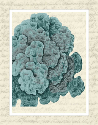 Picture of BLUE CORALS ON VINTAGE SCRIPT E