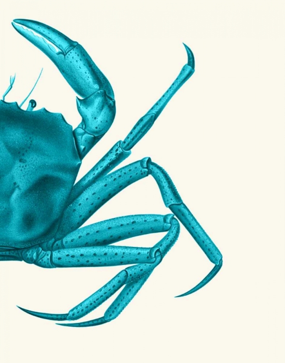 Picture of CONTRASTING CRAB IN TURQUOISE A