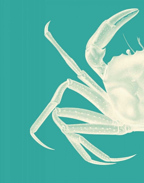 Picture of CONTRASTING CRAB IN TURQUOISE B