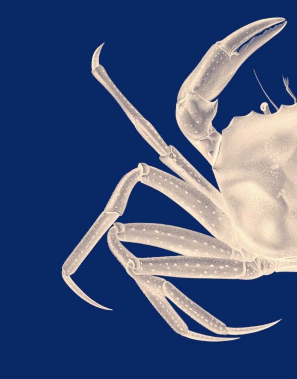 Picture of CONTRASTING CRAB IN NAVY BLUE A