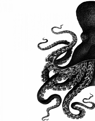 Picture of OCTOPUS BLACK AND WHITE A