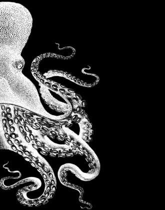 Picture of OCTOPUS BLACK AND WHITE B