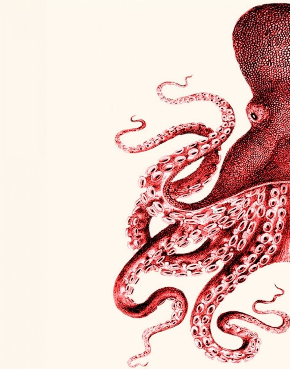 Picture of OCTOPUS RED AND WHITE A