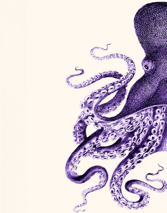 Picture of OCTOPUS PURPLE AND CREAM A