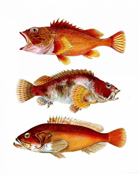 Picture of ORANGE FISH TRIO