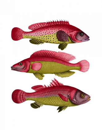 Picture of RED AND YELLOW FANTASY FISH TRIO