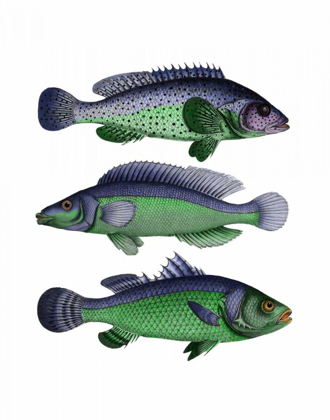 Picture of BLUE AND GREEN FISH TRIO