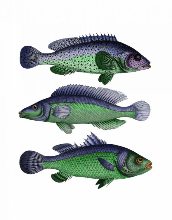 Picture of BLUE AND GREEN FISH TRIO