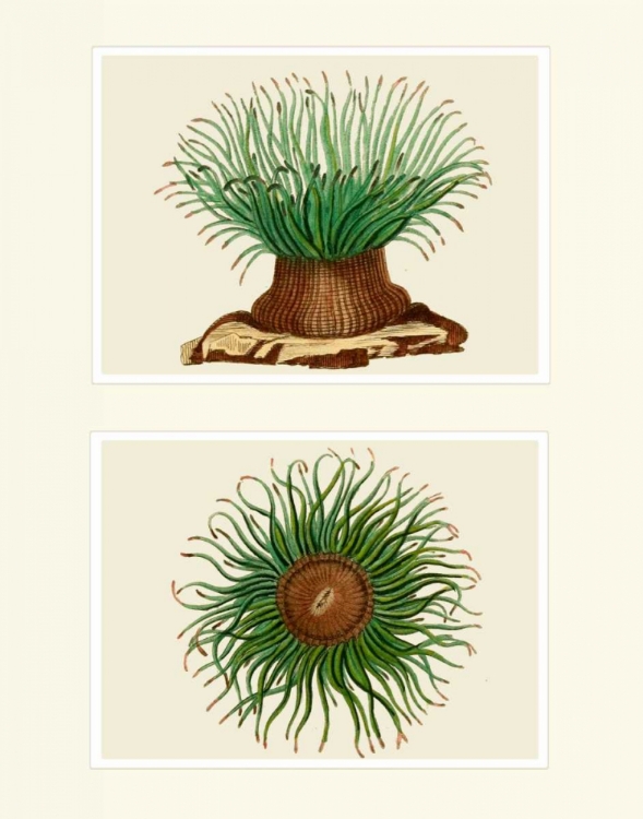 Picture of GREEN SEA ANEMONE ON 2 PANELS