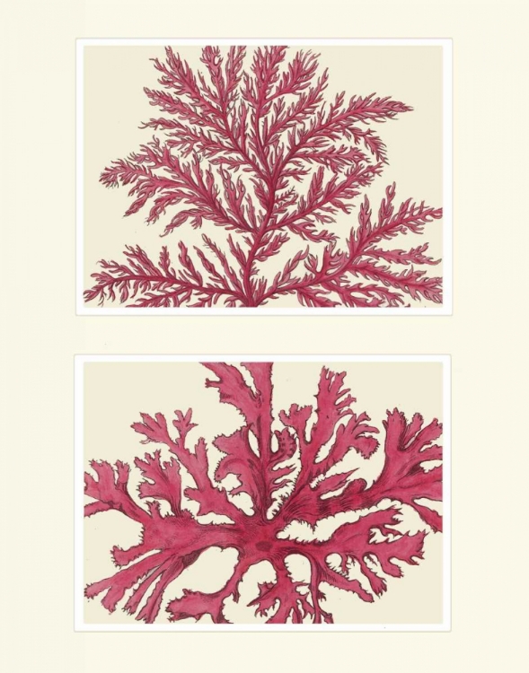 Picture of PINK SEAWEED PRINT ON 2 PANELS