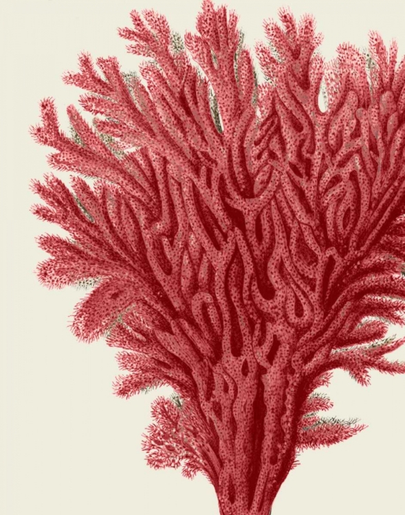 Picture of RED CORALS 2 A