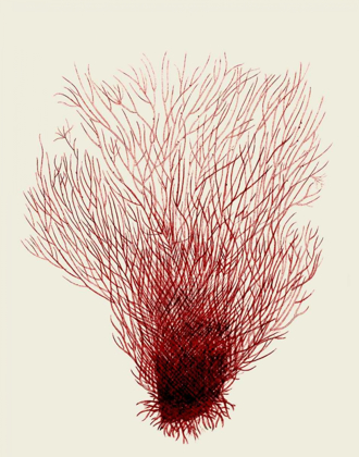 Picture of RED CORALS 2 D