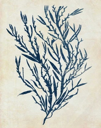 Picture of INDIGO BLUE SEAWEED 3 B