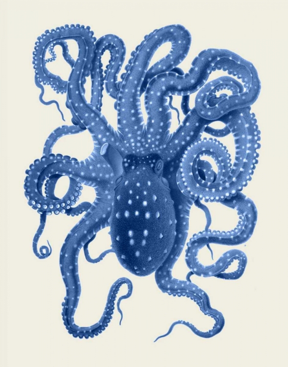 Picture of BLUE OCTOPUS ON CREAM A