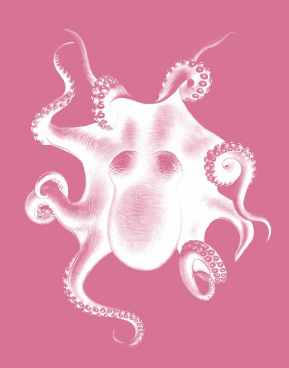 Picture of OCTOPUS WHITE ON PINK C