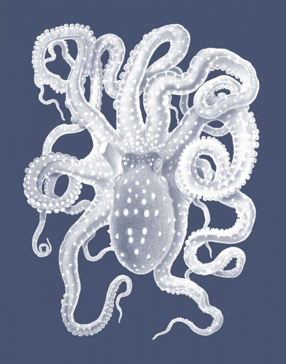 Picture of WHITE OCTOPUS ON INDIGO BLUE A