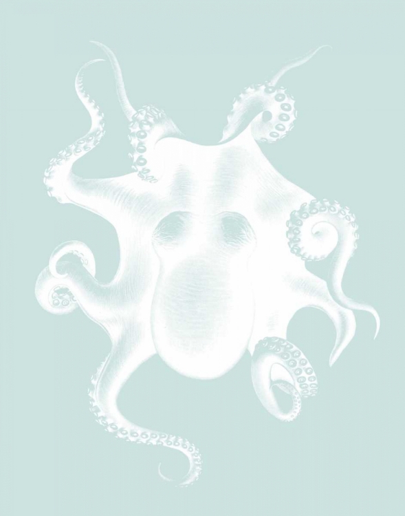 Picture of WHITE OCTOPUS ON SEAFOAM D