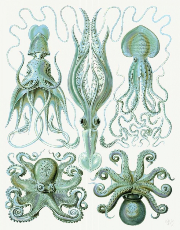 Picture of TURQUOISE OCTOPUS AND SQUID B