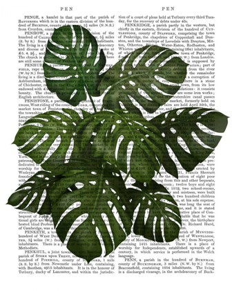 Picture of MONSTERA PLANT, GREEN ON WHITE