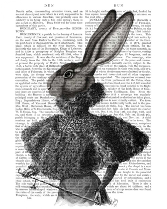 Picture of RABBIT WITH FEATHER COLLAR